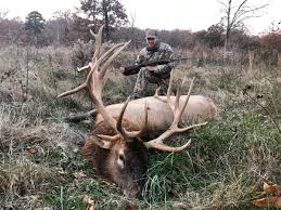 Top Destinations for Guided Elk Hunts – Tips