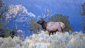 10 Little Known Ways To Make The Most Out Of Elk Hunt Guide